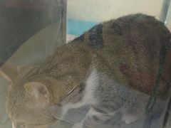 -天宠宠物医院24小时·急重症诊疗中心·全科·腔镜特色(和平分院)