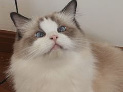 -1013 PET SHOP 宠物商店(近铁城市广场店)