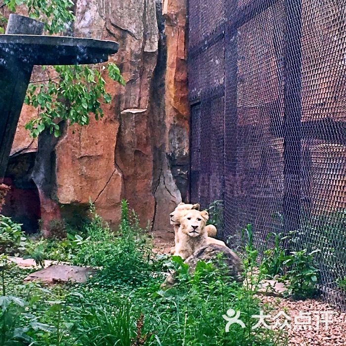 瀋陽森林動物園圖片 - 第5張