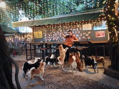 -柴犬高等学院·狗咖·柴犬售卖·宠物训练