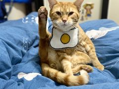 -瑞派动物医院·绝育·犬猫全科·预防医学(光景江南中店)