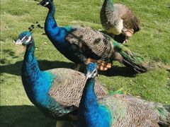 -西霞口神雕山野生动物世界