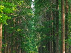 -黄海国家森林公园