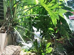 -黄鹤天厨·泡椒田鸡创始者(莲花店)