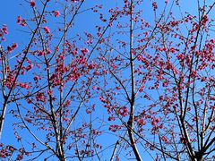 -广州市流溪河国家森林公园
