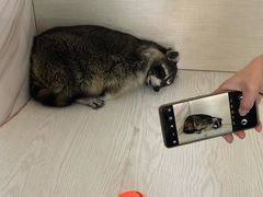 -浣熊柯尔鸭土拨鼠·电玩咖