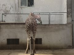 -成都动物园