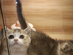 -猫十亿·布偶金渐层·曼基康矮脚猫舍(青年路店)