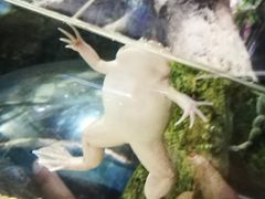 -迪拜水族馆及水下动物园