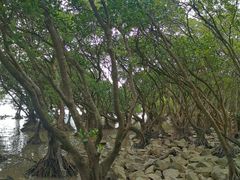 -宝安西湾红树林湿地公园