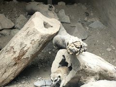 -海南槟榔谷黎苗文化旅游区