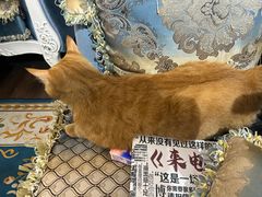 -JOJO实景沉浸侦探剧本杀(大悦城店)