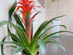 -荷风细雨·中国茶宴(碧云店)