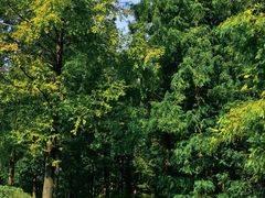 -黄海国家森林公园