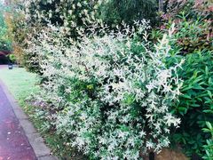 -崇明东平国家森林公园烧烤房车露营地