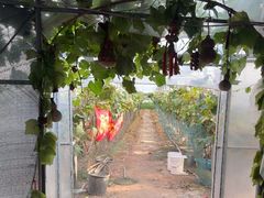 -马陆小张葡萄园农家乐