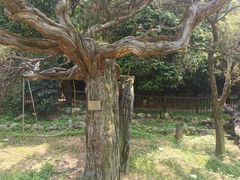 -草庵摩尼教遗址公园