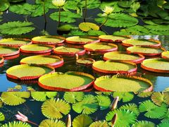 -国家植物园南园