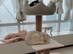 -共舞时光猫咖·狗咖(新街口店)