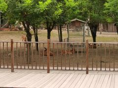 -北京鹿世界主题园