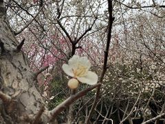 -白塘生态植物园