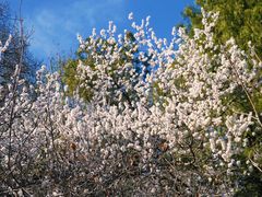 -北京西山国家森林公园