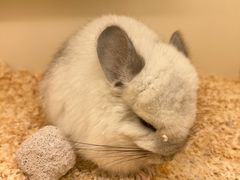 -龙猫仔乐园(惠福东路店)