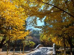 -长白岛森林公园