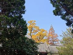 -青岛崂山太清宫