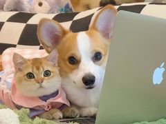 -爱妮康宠物医院·干细胞免疫细胞·肿瘤·心脏(张江店)