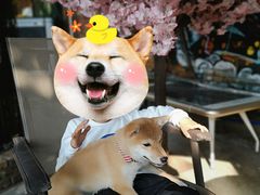 -柴犬高等学院·狗咖·柴犬售卖·宠物训练