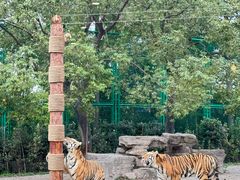 -上海野生动物园老虎餐厅