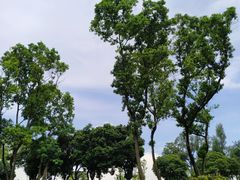 -东莞植物园