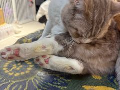 -平行世界·猫咖(首经贸店)