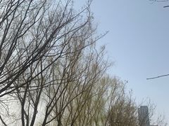 -桃花堤公园