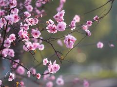 -白塘生态植物园