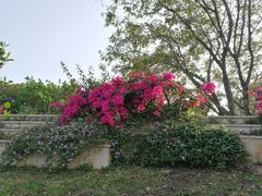 -东莞植物园