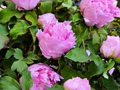 -皇上皇腊味店(下九路店)