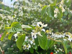 -深圳市中科院仙湖植物园