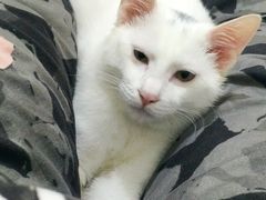 -爱佳宠物中心医院24H·CT·骨外科·猫专科(瑶海万达店)