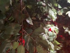 -老阿妈蒙古村·蒙古包·草原文化·歌舞表演(老君堂店)