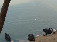 -北京麋鹿生态实验中心