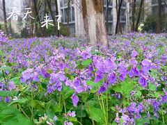 -浙江大学(紫金港校区)