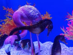 -上海海昌海洋公园