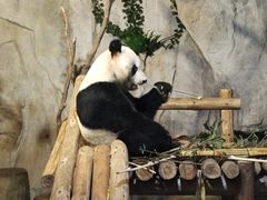 -深圳野生动物园