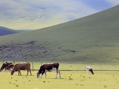 -贡格尔草原