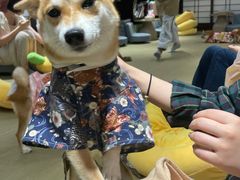 -逗柴咖啡屋·狗咖猫咖宠物桌游