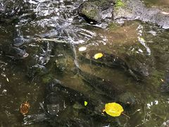-绿光森林餐厅