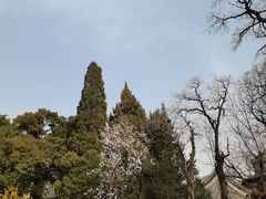-大觉寺-停车场