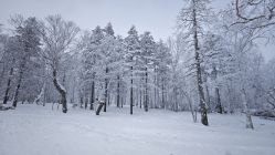 -大秃顶子山
